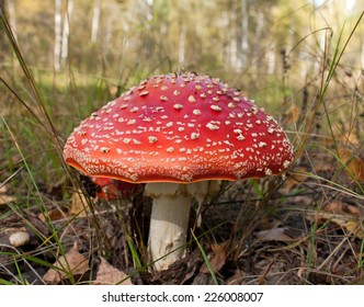 Fly Agaric Mushroom