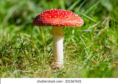 Fly Agaric, Mushroom