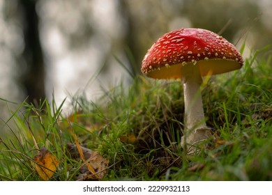 Fly Agaric mushroom, Amanita Muscaria, taken at Bolehill Quarry near Padley Gorge, Derbyshire Peak District. - Shutterstock ID 2229932113