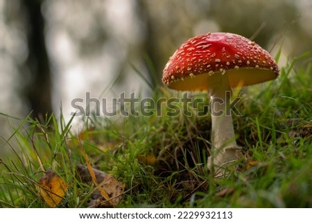 Fly Agaric mushroom, Amanita Muscaria, taken at Bolehill Quarry near Padley Gorge, Derbyshire Peak District.