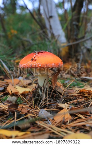 Similar – Image, Stock Photo Fly agaric on the forest path