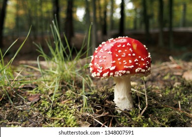 Fly Agaric Mushroom, closeup. Amanita muscaria (or fly agaric or fly amanita), is a psychoactive basidiomycete fungus and inedible poisonous mushroom. Close up photo of red fungi.