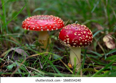 Fly agaric mushroom growing in grass - Shutterstock ID 1868554240