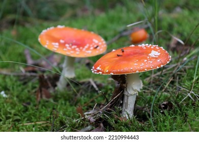 Fly Agaric Mushroom With Orange Red Cap