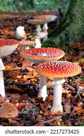 Fly Agaric Mushrooms In Beech Woodland, Surrey, UK.