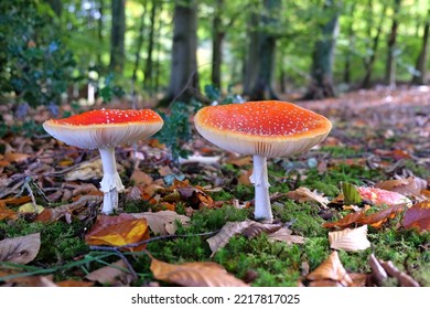 Fly Agaric Mushrooms In Beech Woodland, Surrey, UK.