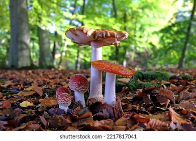 Fly Agaric Mushrooms In Beech Woodland, Surrey, UK.