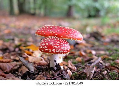 Fly Agaric Mushrooms In Beech Woodland, Surrey, UK.