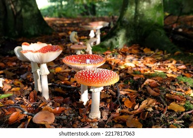 Fly Agaric Mushrooms In Beech Woodland, Surrey, UK.