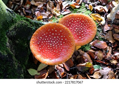 Fly Agaric Mushrooms In Beech Woodland, Surrey, UK.