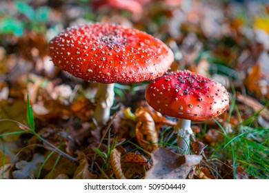 Fly agaric mushrooms with dry autumn leaves on the forest floor - Shutterstock ID 509504449