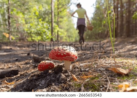 Fly agaric on a forest path and a mushroom pipe with a basket. Nature