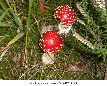fly agaric red