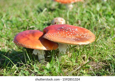 Fly agaric red in the grass - Shutterstock ID 1592851324