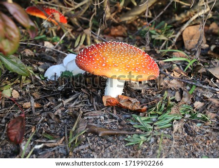 fly agaric toad stools look pretty