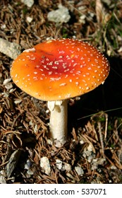 Fly Agaric toadstool