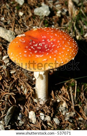 Fly Agaric toadstool