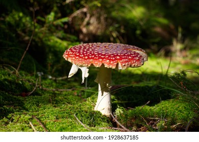 Fly Agaric or Toadstool in the forest at sunny day.