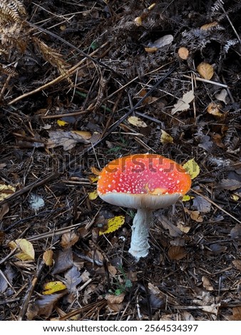 Fly Agaric Toadstool Mushrooms Forrest Floor