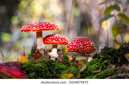 Fly agarics (Amanita muscaria) white spotted poisonous red toadstool mushrooms. Group of 3 fungi in sunny autumn forest in Iserlohn, Sauerland Germany. Macro close up panorama from frog perspective. - Powered by Shutterstock