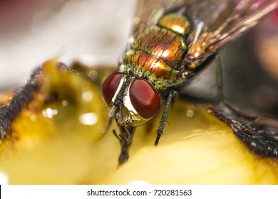 Fly animal ,house fly eating bananas, ripe fruits(fly species calliphora vomitoria)