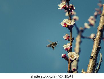 Fly Bee