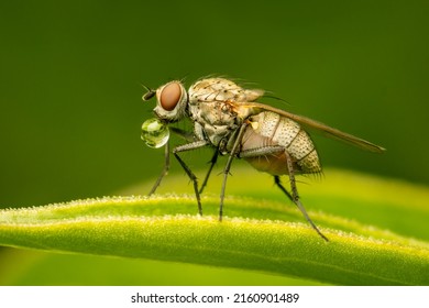 Fly blowing water bubble to cool down its body temperature on a blurred green background