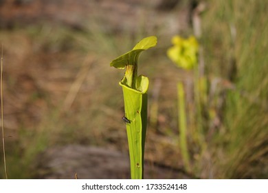 A Fly Buzzing Around A Carnivorous Pitcher Plant In Wilmington North Carolina Green Swamp Preserve