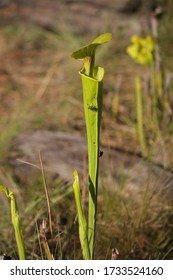 A Fly Buzzing Around A Carnivorous Pitcher Plant In Wilmington North Carolina Green Swamp Preserve