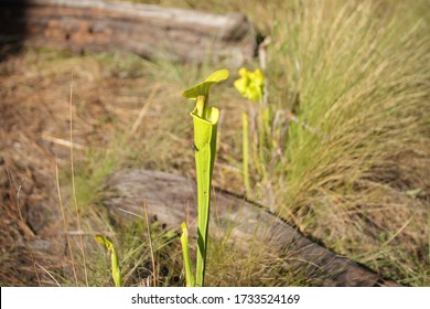 A Fly Buzzing Around A Carnivorous Pitcher Plant In Wilmington North Carolina Green Swamp Preserve