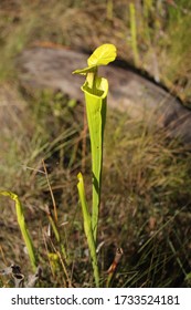 A Fly Buzzing Around A Carnivorous Pitcher Plant In Wilmington North Carolina Green Swamp Preserve