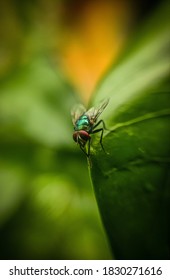 The Fly Is Captured That Close With The Help Of A Macro Lens In Normal Mode Of Mobile Camera