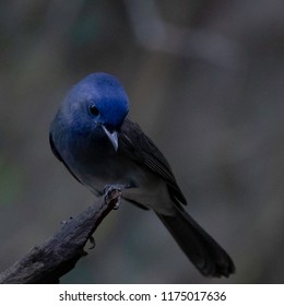 fly catcher china