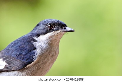 Fly Catcher On A Grenbackground