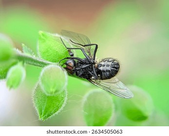 Una mosca atrapada en