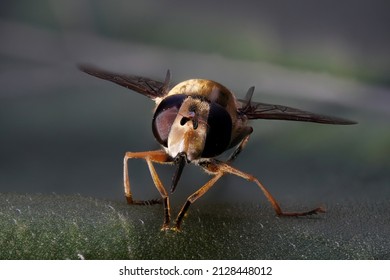 Fly (Chrysops Relictus , Goldaugenbremse ) 