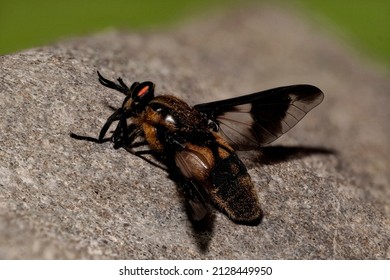 Fly  Chrysops Relictus ) Goldaugenbremse )