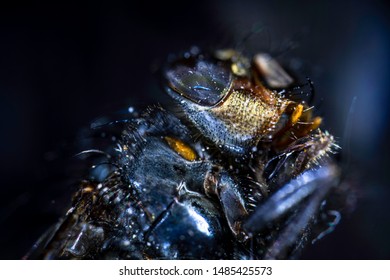 Fly close up head and hands