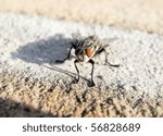 fly closeup