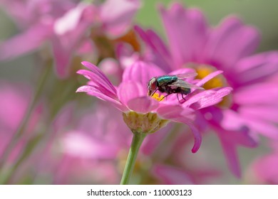 Fly closeup