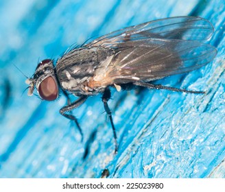 fly. close-up