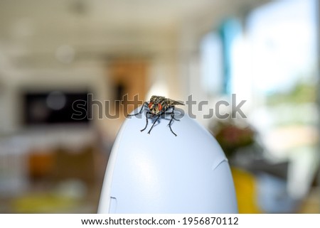 fly close-up, housefly sitting on object