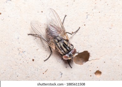 8 Common Tiny Red Bugs On Concrete Images Stock Photos Vectors   Fly Covered Phoretic Mites Rests 260nw 1885611508 