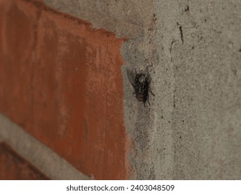 a fly crawling on a brick wall