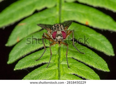 Fly from the Diptera order, commonly called house fly or red-eyed fly, perched on a fresh fern leaf. Perfect for biology guides, pest control materials, and nature-themed designs.