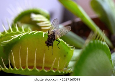 A fly is doomed to die if it goes further into the tentacle of a Venus flytrap, which is just waiting for its antennae to trigger the ultra-fast growth that then captures the fly to digest it