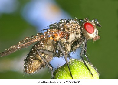Fly with Drops