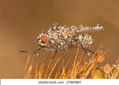Fly with Drops