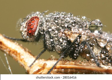 Fly and Drops