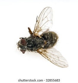 fly with drops isolated